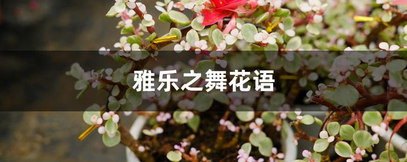 雅乐之舞花语