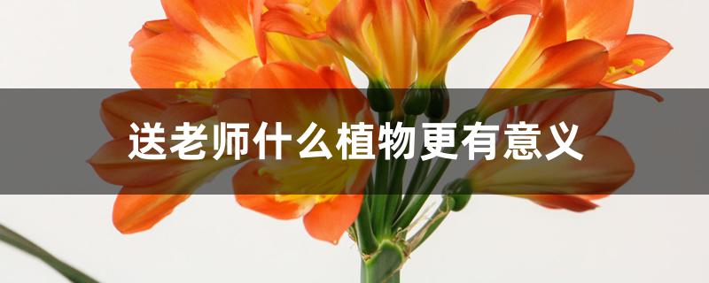 送老师什么植物更有意义