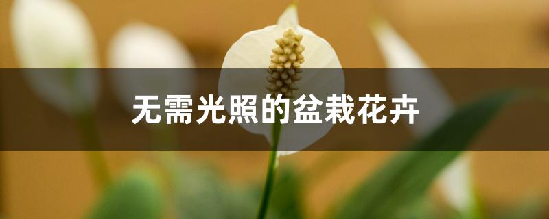 无需光照的盆栽花卉