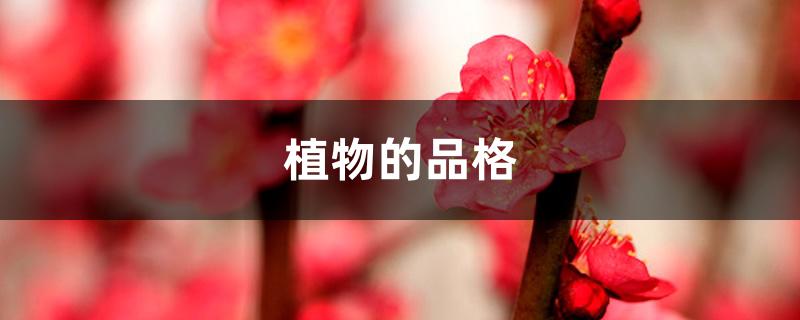 植物的品格