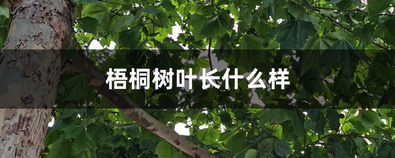 梧桐树叶长什么样