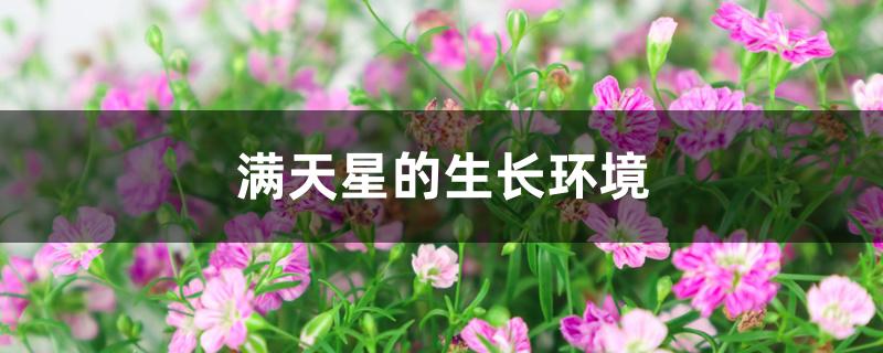 满天星的生长环境