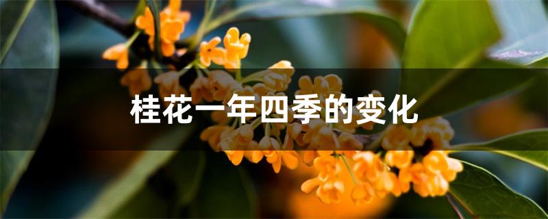 桂花一年四季的变化