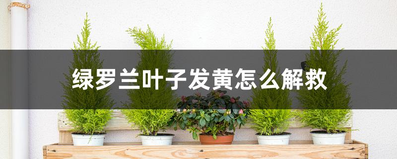 绿罗兰叶子发黄怎么解救