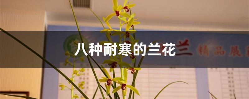 八种耐寒的兰花