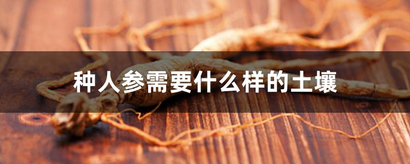 种人参需要什么样的土壤 种人参需要什么样的土壤