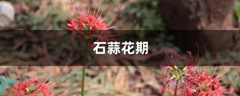 石蒜花期