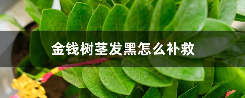 金钱树茎发黑怎么补救