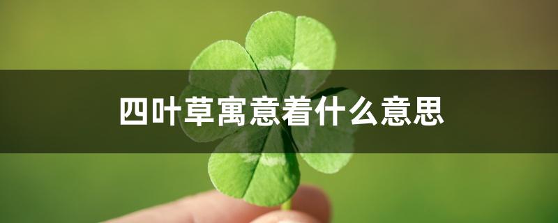 四叶草寓意着什么意思