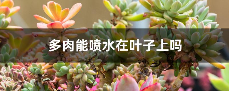 多肉能喷水在叶子上吗