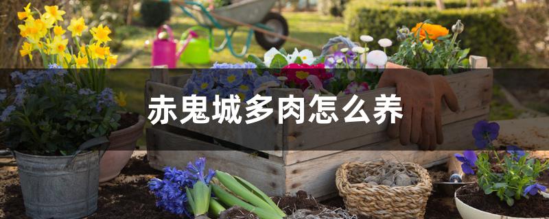 赤鬼城多肉怎么养 赤鬼城多肉怎么养