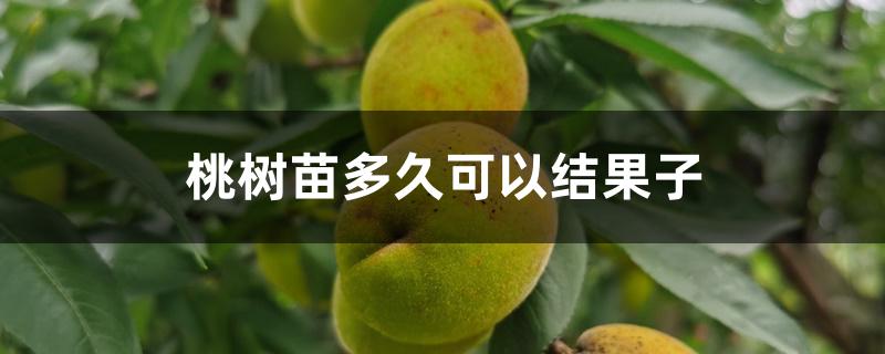 桃树苗多久可以结果子