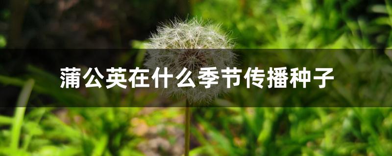 蒲公英在什么季节传播种子