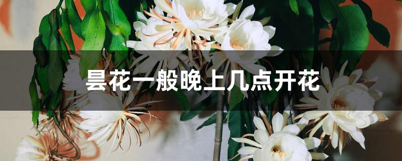 昙花一般晚上几点开花