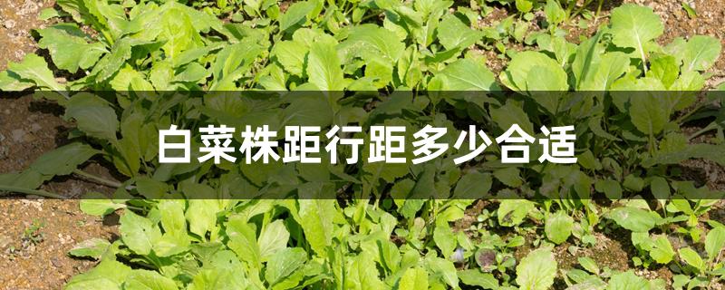 白菜株距行距多少合适 白菜株距行距多少合适