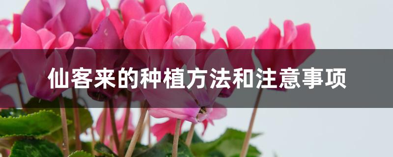 仙客来的种植方法和注意事项