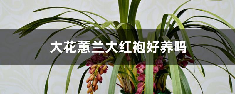 大花蕙兰大红袍好养吗 大花蕙兰大红袍好养吗