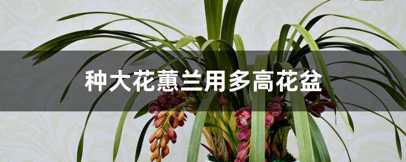 种大花蕙兰用多高花盆