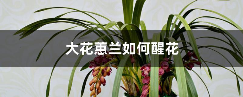 大花蕙兰如何醒花