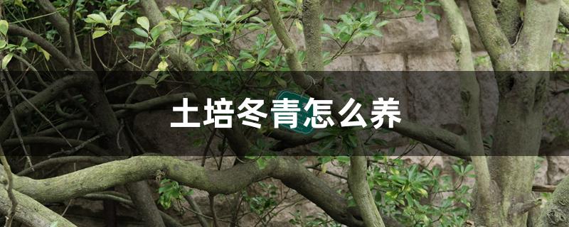 土培冬青怎么养 土培冬青怎么养