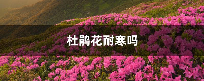 杜鹃花耐寒吗