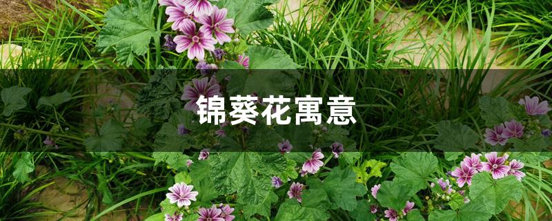 锦葵花寓意