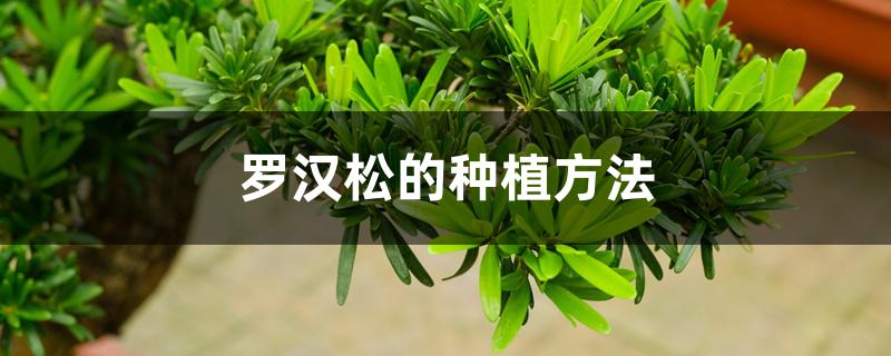 罗汉松的种植方法