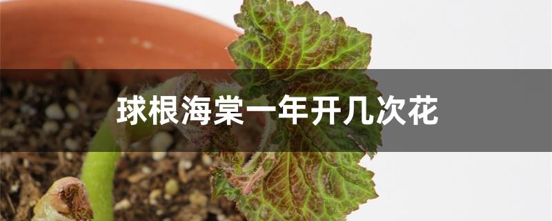 球根海棠一年开几次花