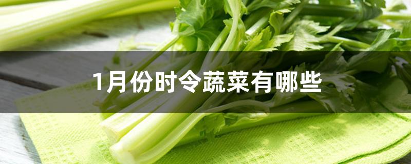 1月份时令蔬菜有哪些 1月份时令蔬菜有哪些