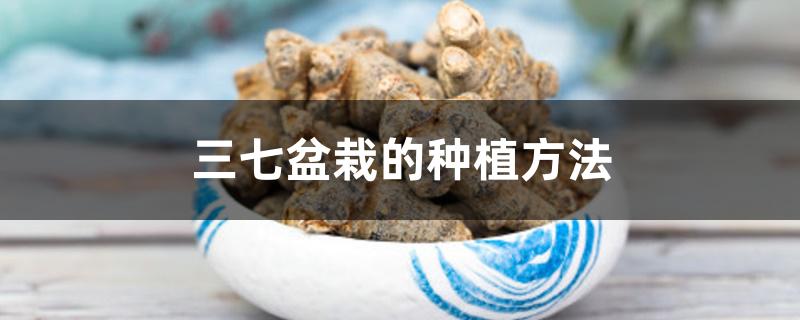 三七盆栽的种植方法