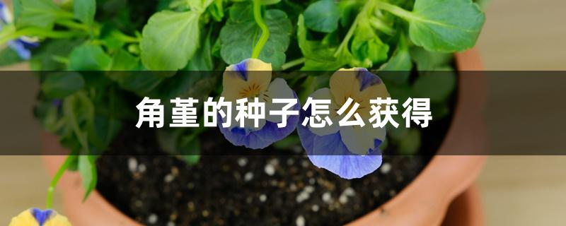 角堇的种子怎么获得