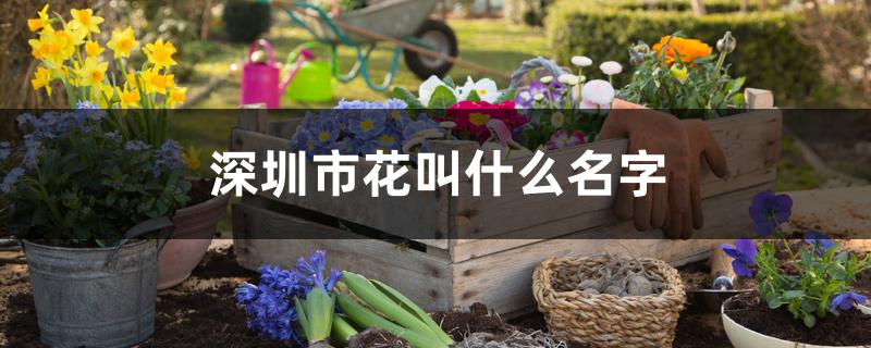 深圳市花叫什么名字