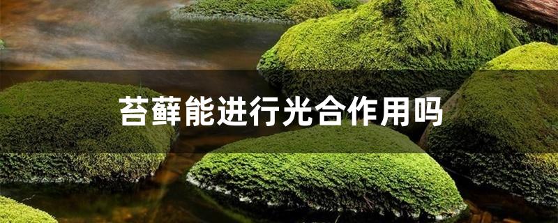 苔藓能进行光合作用吗