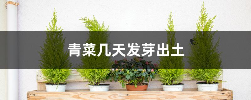 青菜几天发芽出土