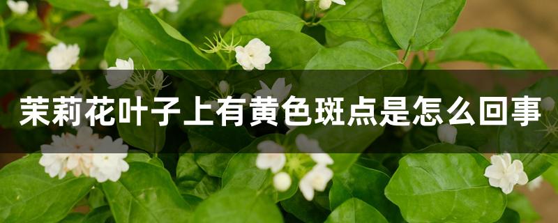 茉莉花叶子上有黄色斑点是怎么回事