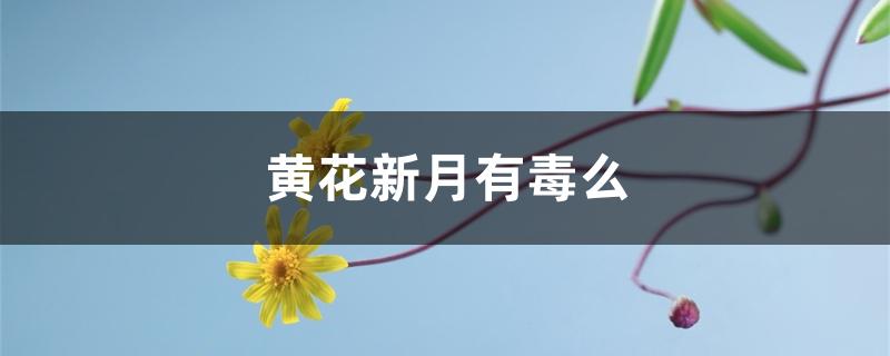 黄花新月有毒么 黄花新月有毒么