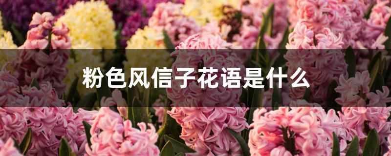 粉色风信子花语是什么