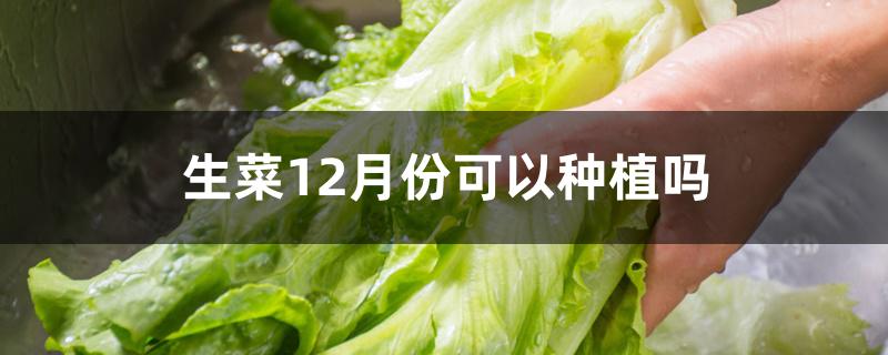 生菜12月份可以种植吗