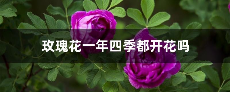 玫瑰花一年四季都开花吗