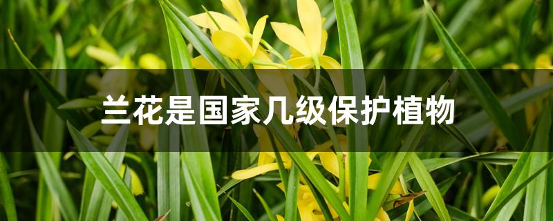 兰花是国家几级保护植物