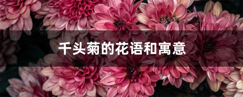 千头菊的花语和寓意