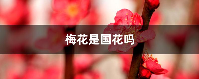 梅花是国花吗