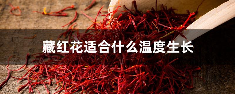 藏红花适合什么温度生长