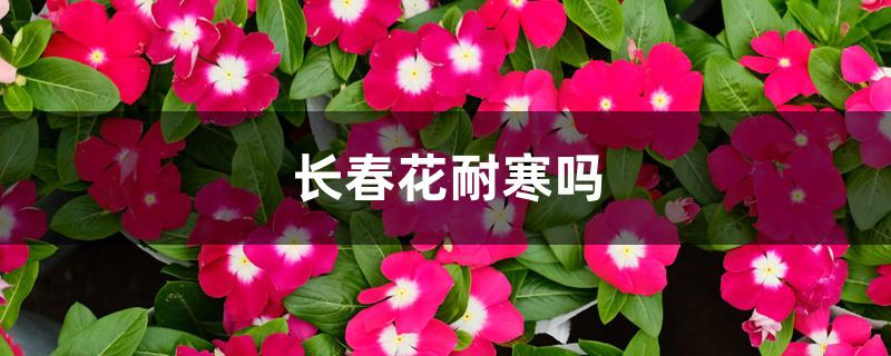 长春花耐寒吗