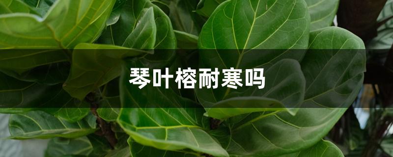 琴叶榕耐寒吗