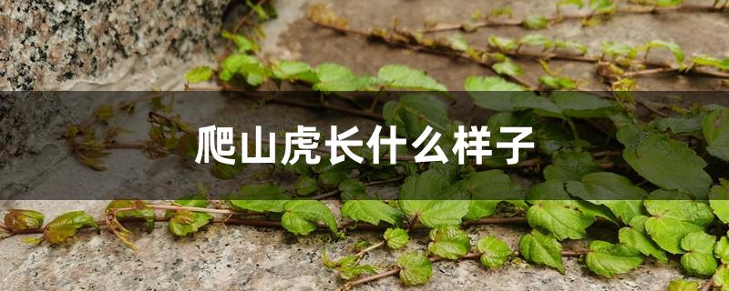 爬山虎长什么样子