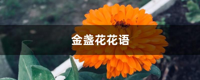 金盏花花语