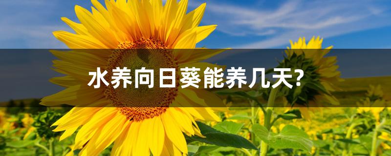 水养向日葵能养几天? 水养向日葵能养几天?