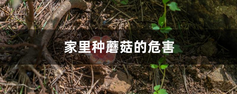 家里种蘑菇的危害 家里种蘑菇的危害