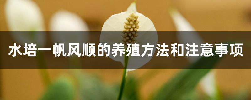 水培一帆风顺的养殖方法和注意事项